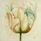 White Double Tulips I Poster Print by Patricia Pinto - Item # VARPDX9558